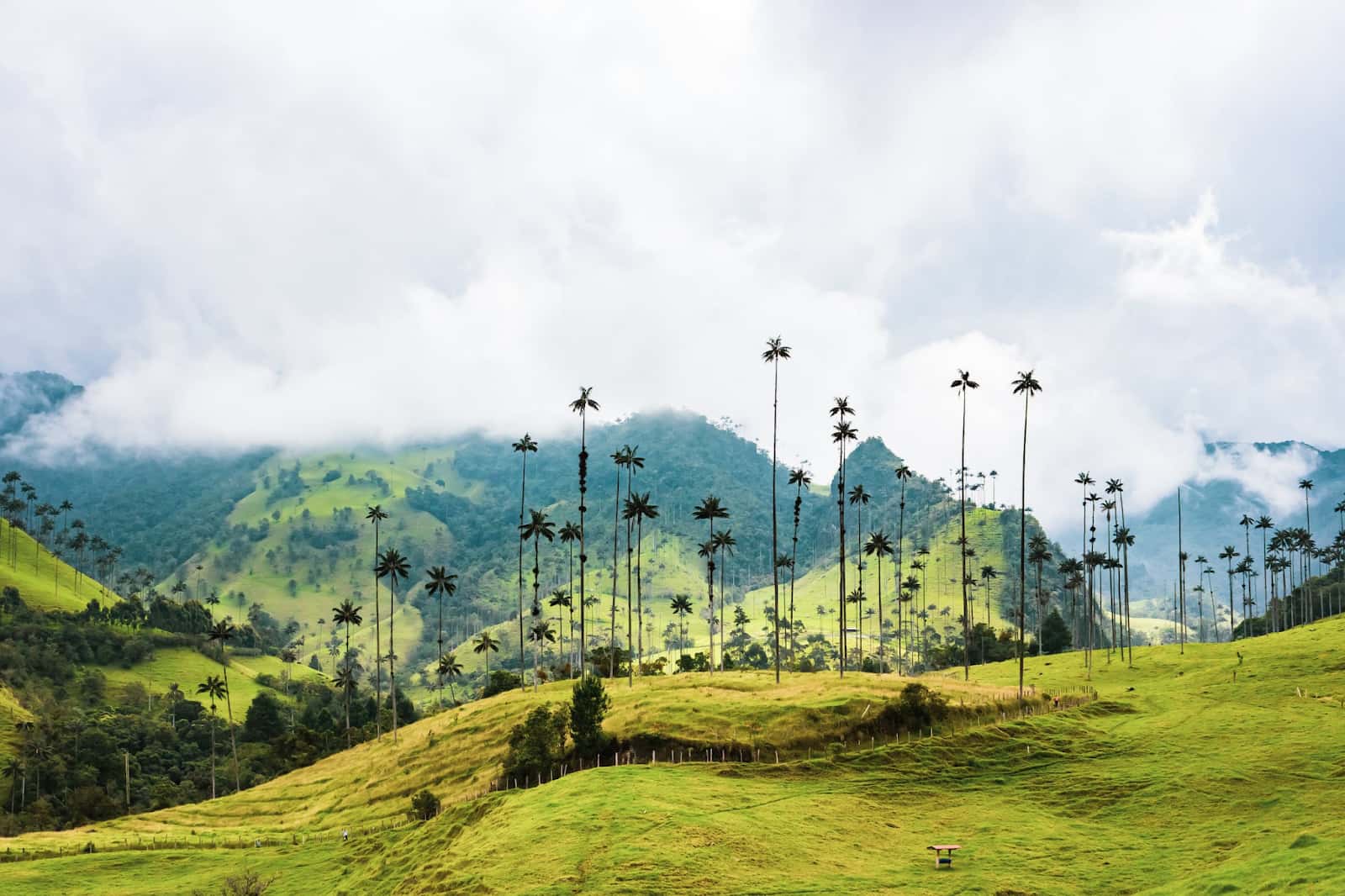Colombia landscape - tall wax palm trees and green hills